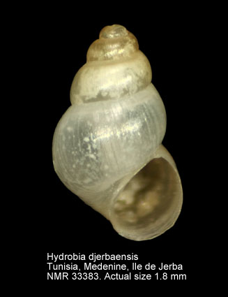 Hydrobia djerbaensis.jpg - Hydrobia djerbaensisWilke, Pfenninger & Davis,2002